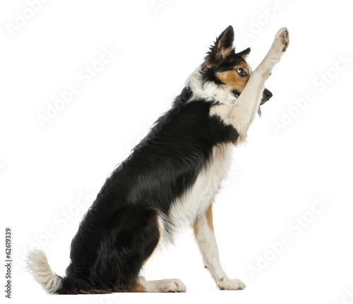 Fototapeta Naklejka Na Ścianę i Meble -  Side view of a Border collie pawing up, obeying