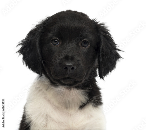 Fototapeta Naklejka Na Ścianę i Meble -  Close-up of a Stabyhoun puppy facing, looking at the camera