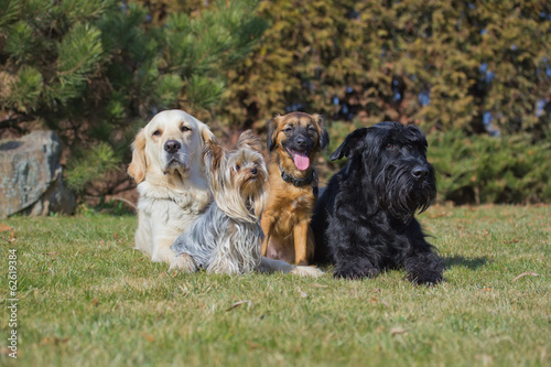 A group of four dogs of different breeds