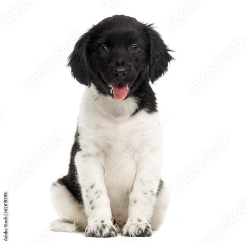 Front view of a Stabyhoun puppy sitting, panting