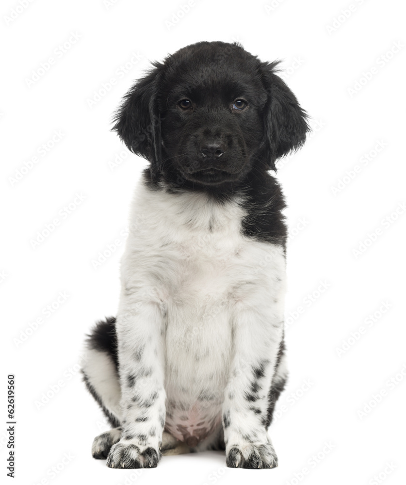 Front view of a Stabyhoun puppy looking at the camera