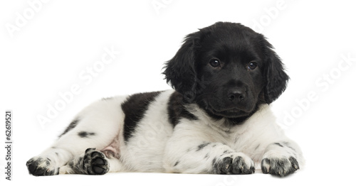 Fototapeta Naklejka Na Ścianę i Meble -  Stabyhoun puppy lying, isolated on white