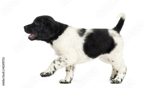 Fototapeta Naklejka Na Ścianę i Meble -  Side view of a Stabyhoun puppy walking happily, isolated on whit