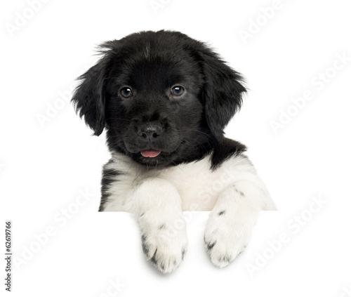 Fototapeta Naklejka Na Ścianę i Meble -  Close-up of a Stabyhoun puppy, leaning on a white board