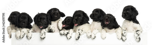 Fototapeta Naklejka Na Ścianę i Meble -  Pack of Stabyhoun puppies leaning on a white board