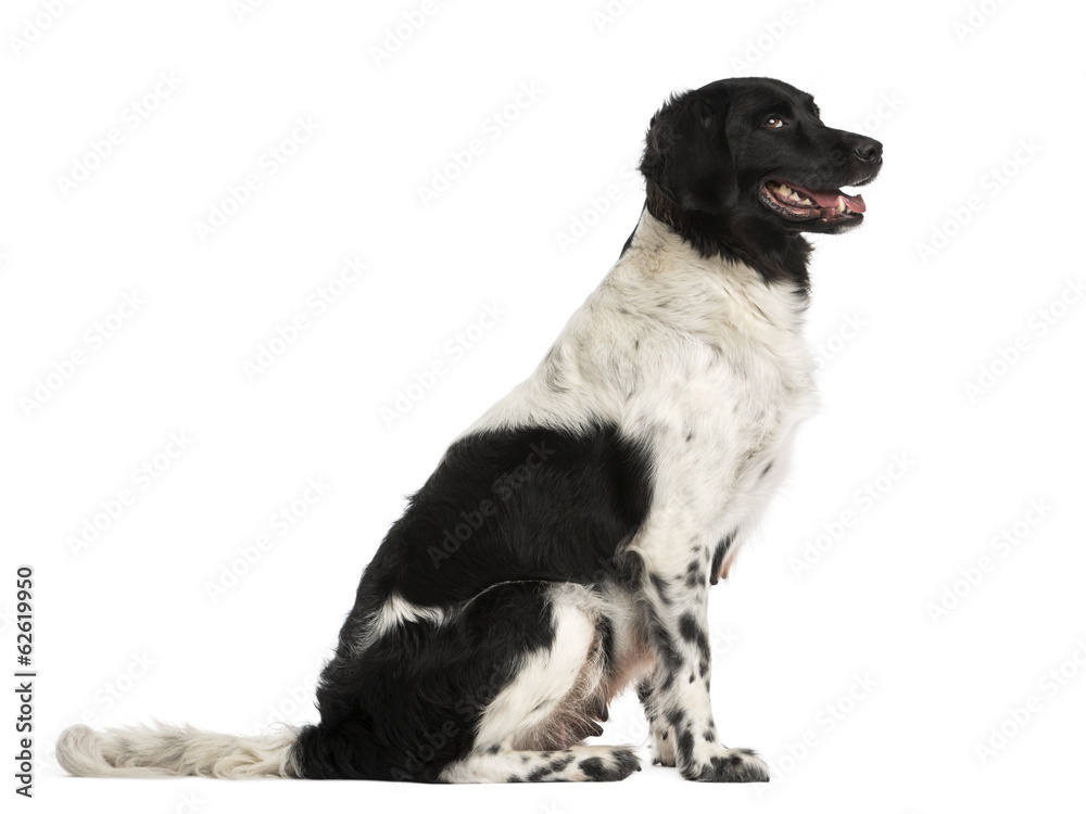 Side view of a Stabyhoun sitting, panting, isolated on white Side view of a Stabyhoun sitting, panting, isolated on white