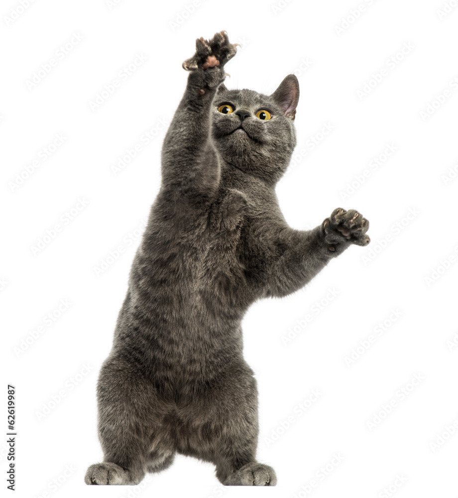 Obraz premium Front view of a Chartreux kitten on hind legs, pawing up