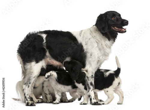 Fototapeta Naklejka Na Ścianę i Meble -  Stabyhoun Mom breastfeeding her puppies, isolated on white