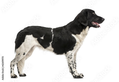 Fototapeta Naklejka Na Ścianę i Meble -  Side view of a Stabyhoun standing, panting, isolated on white