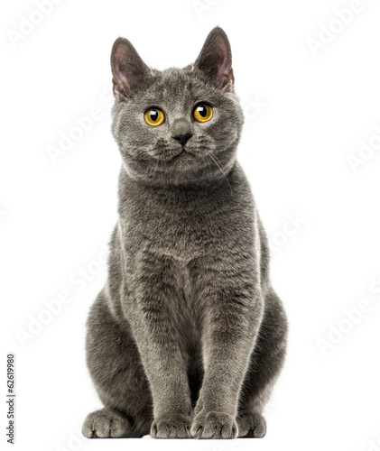 Front view of a Chartreux kitten sitting, 6 months old