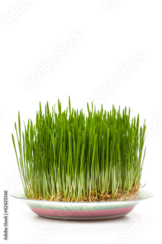 grass