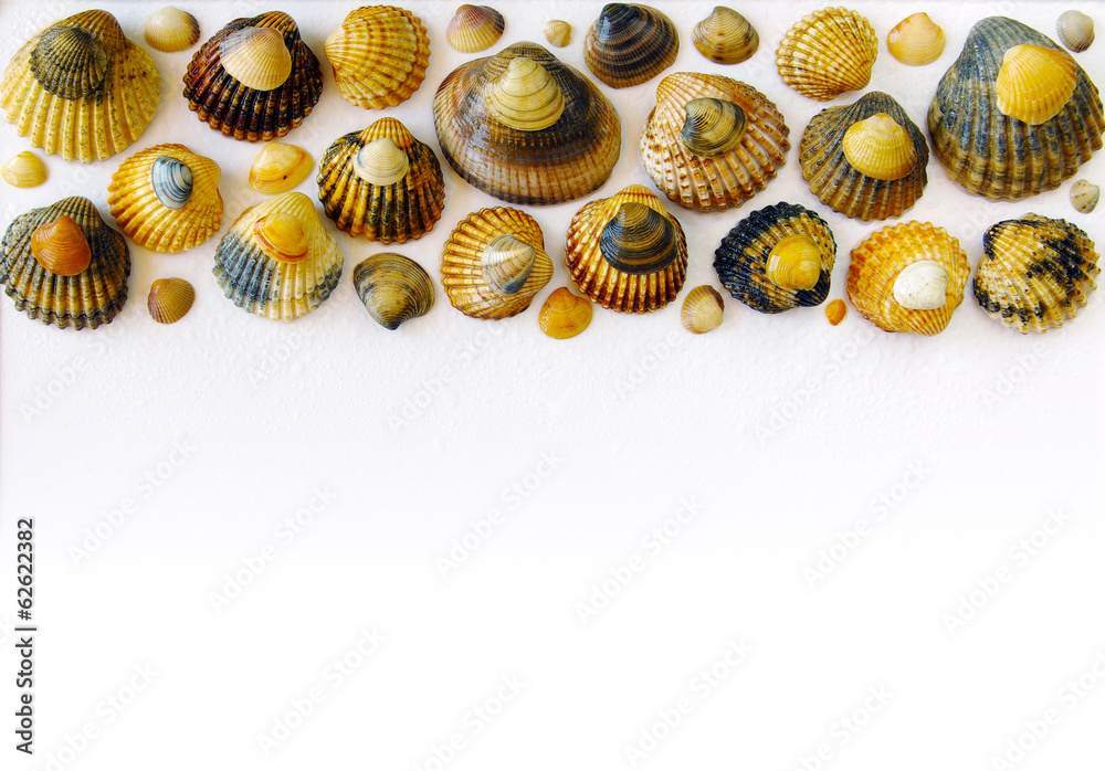 Fototapeta premium Bar of Shells