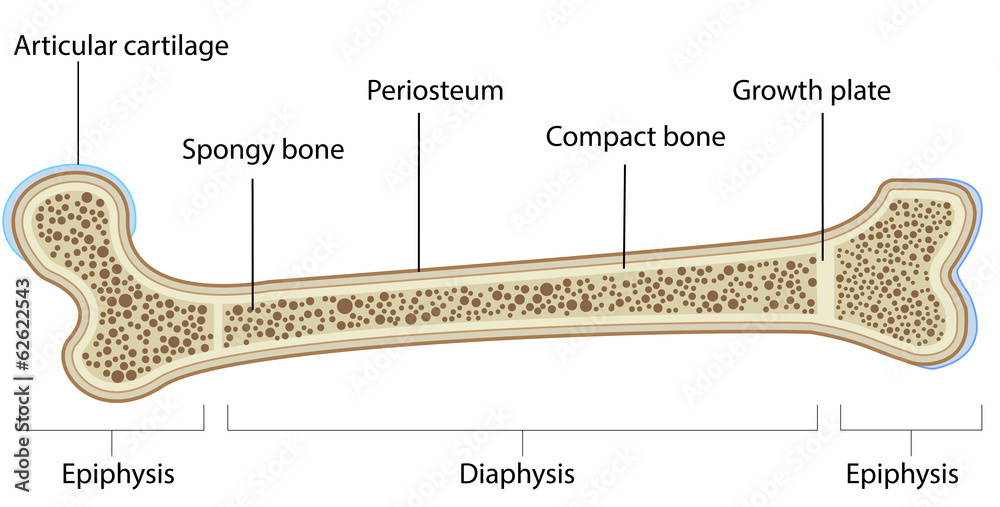 Bone Anatomy Labeled DIagram Stock Vector | Adobe Stock