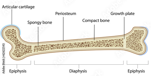 Bone Anatomy Labeled DIagram