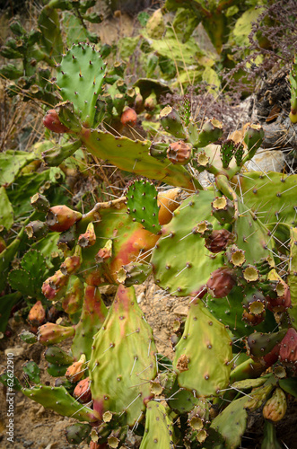 Prickly Pear Cactus with Red Fruit