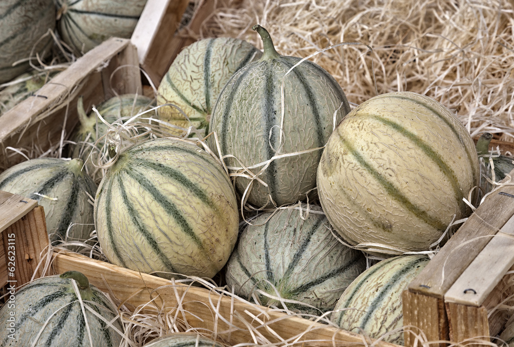 Melons on a market stall