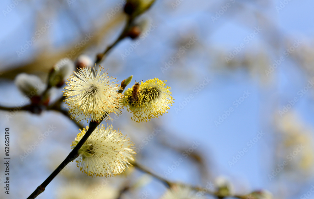 Fototapeta premium Bee collecting pollen from catkins