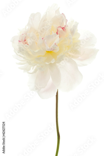 Fototapeta Naklejka Na Ścianę i Meble -  peony