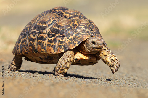Leopard or mountain tortoise
