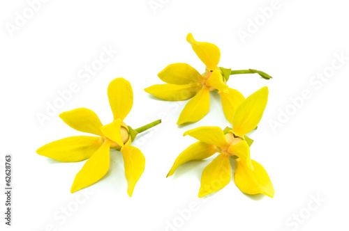 Ylang-Ylang Flower, perfume flower