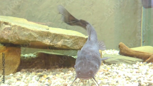 Brown bullhead photo
