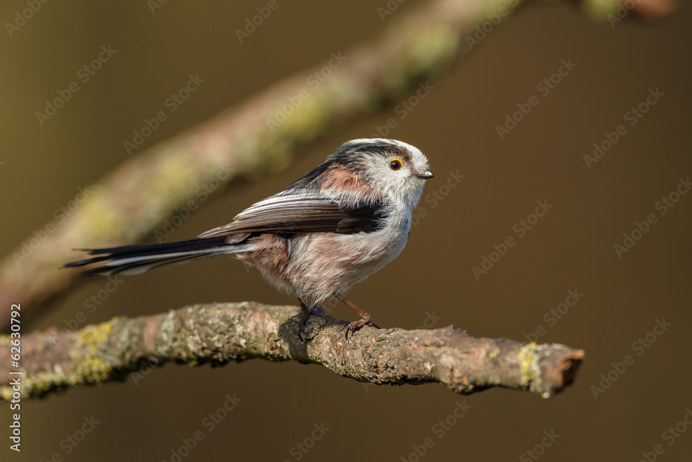 Fototapeta premium Long tailed Tit perched on a twig in springtime