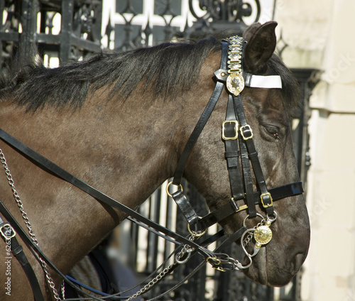Horse at the horse guard parade.