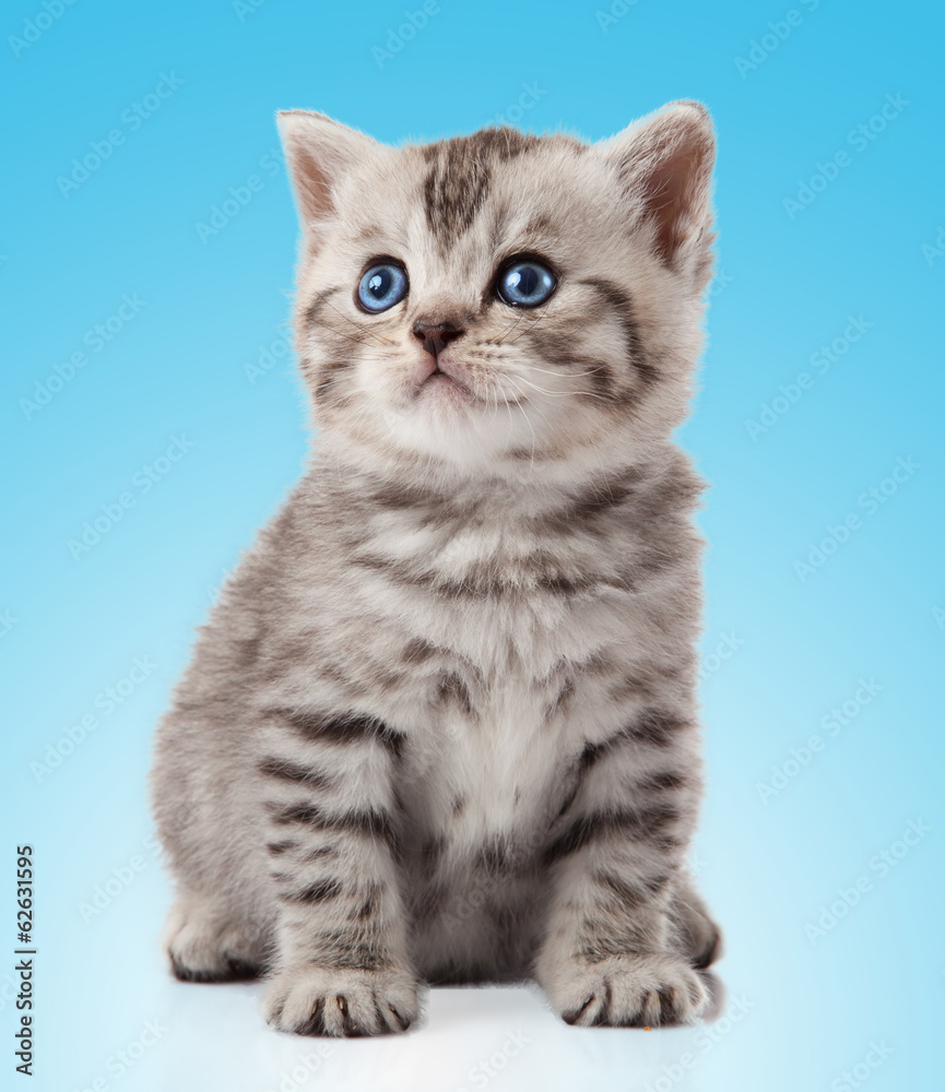 Fototapeta premium kitten on a blue background
