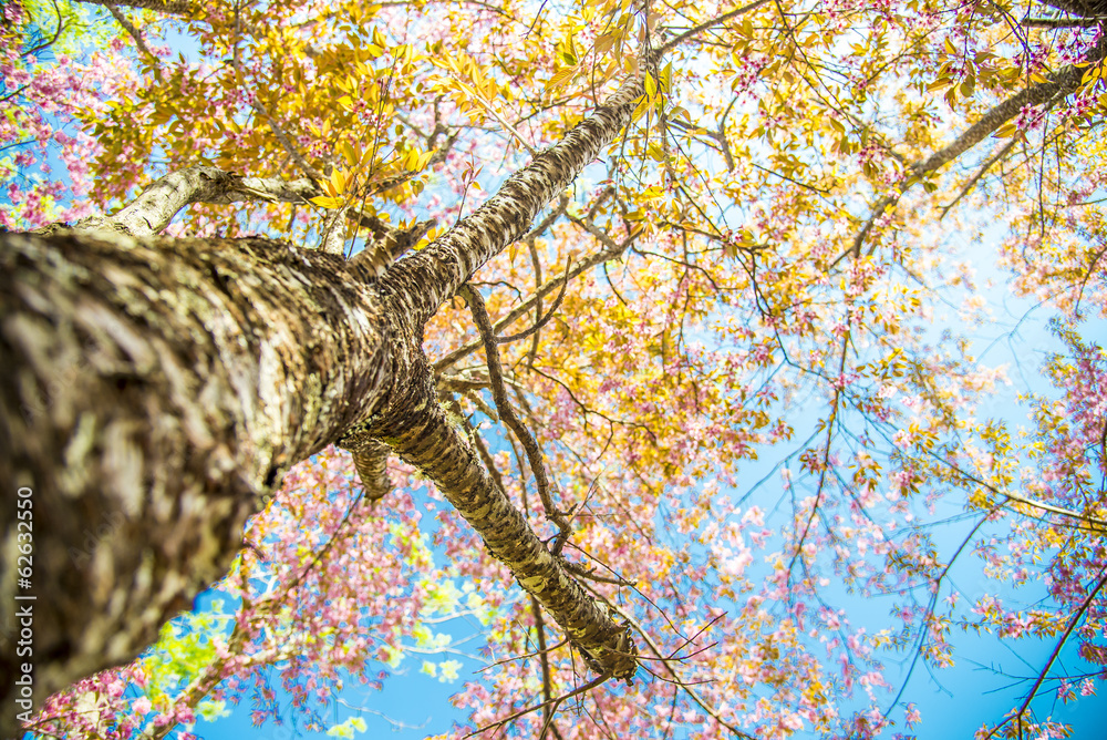 Fototapeta premium Under branch of pink cherry tree2