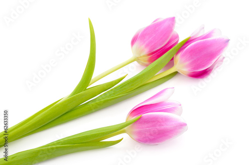 Fototapeta Naklejka Na Ścianę i Meble -  Pink tulips isolated on a white background.