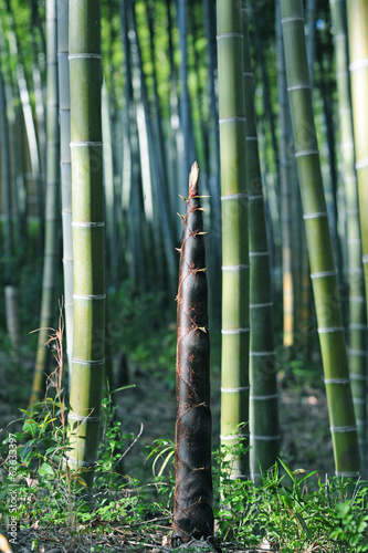Bamboo shoot-4