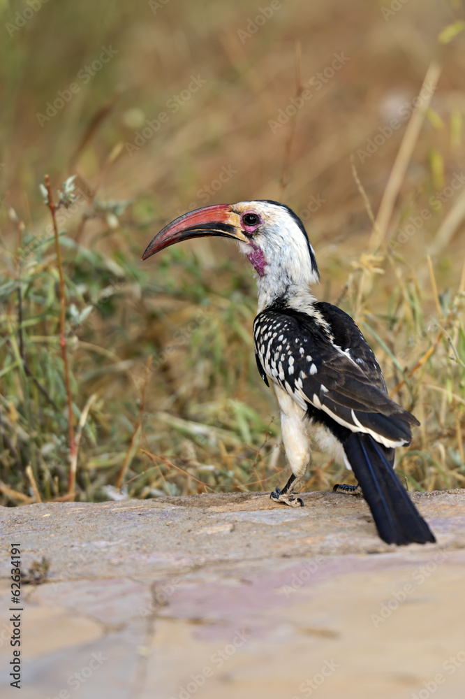 Fototapeta premium Red-billed Hornbill