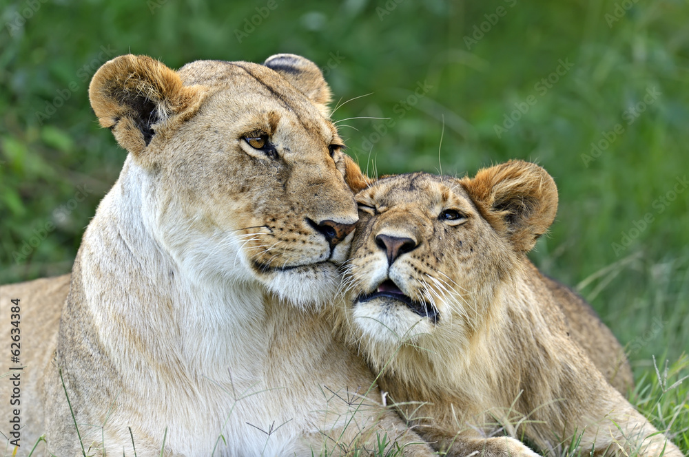 Obraz premium Masai Mara