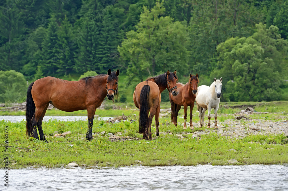 Horse on a background of mountain Horse on a background of mountain