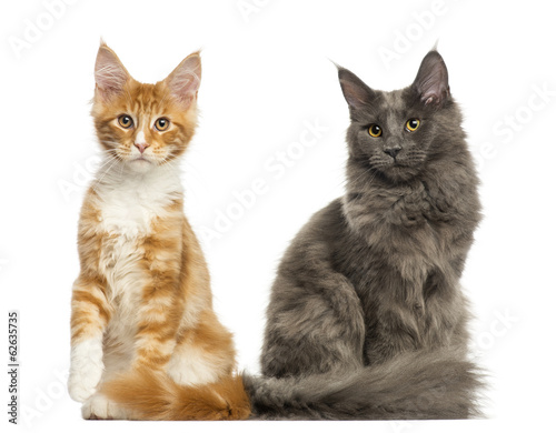 Maine Coon kittens sitting together, isolated on white