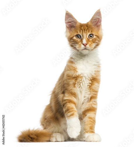 Maine Coon kitten, sitting, facing, 4 months old © Eric Isselée