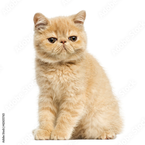 Foto Exotic shorthair kitten sitting, looking at the camera