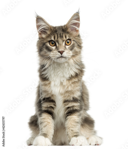 Front view of a Maine Coon kitten sitting, looking at the camera