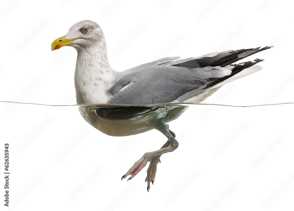 European Herring Gull floating in the water, Larus argentatus