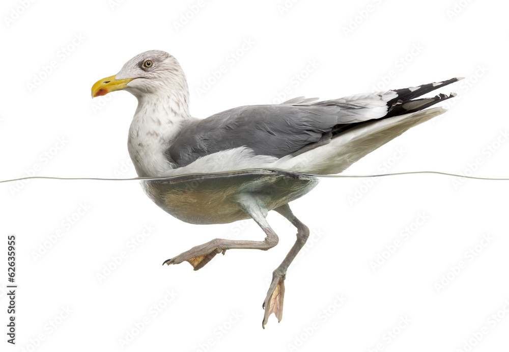 Obraz premium European Herring Gull floating in the water, Larus argentatus