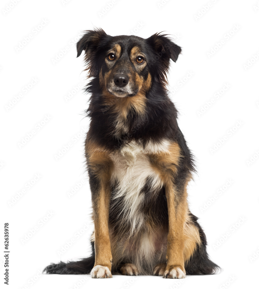 Border collie sitting, isolated on white