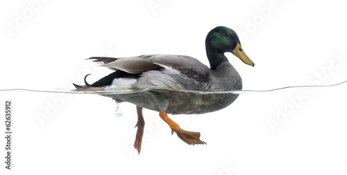 Side view of a Mallard floating on the water, Anas platyrhynchos