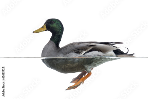 Side view of a Mallard floating on the water, Anas platyrhynchos