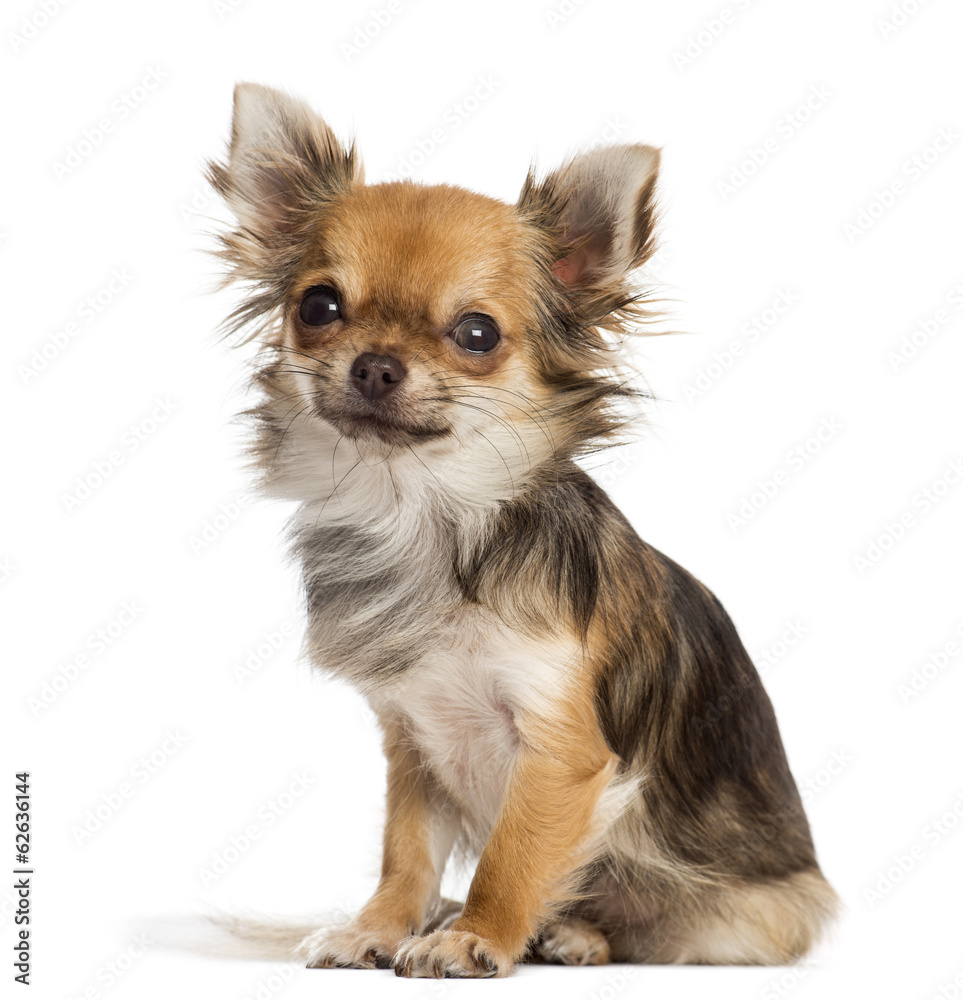 Chihuahua sitting, looking at the camera, isolated on white