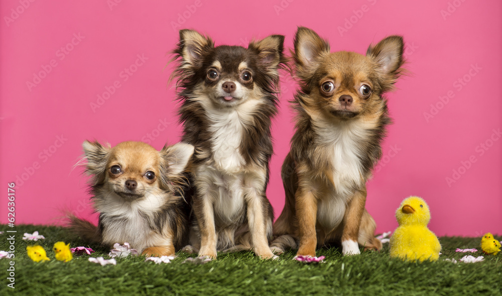Group of Chihuahuas sitting in an easter scenery Group of Chihuahuas sitting in an easter scenery