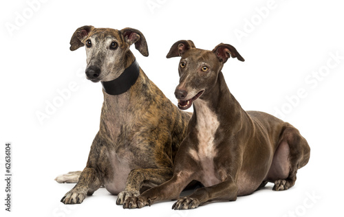 Spanish galgos lying on the floor, isolated on white