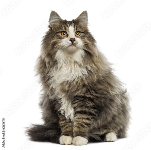 Norwegian Forest cat sitting, looking up, isolated on white