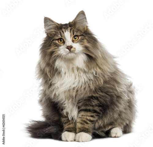 Norwegian Forest cat sitting, isolated on white