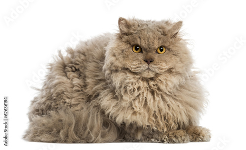Fototapeta Naklejka Na Ścianę i Meble -  Selkirk rex lying, looking at the camera, isolated on white