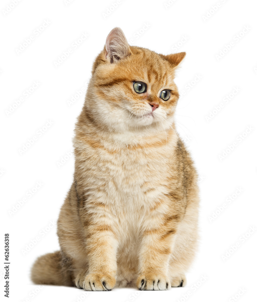 British shorthair sitting, looking down, isolated on white